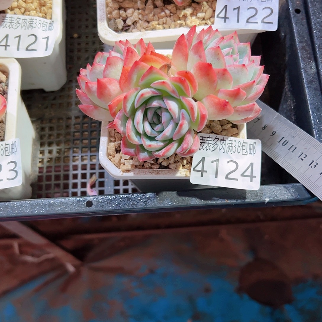 雯***琦无花朵多肉一物一拍植物4124