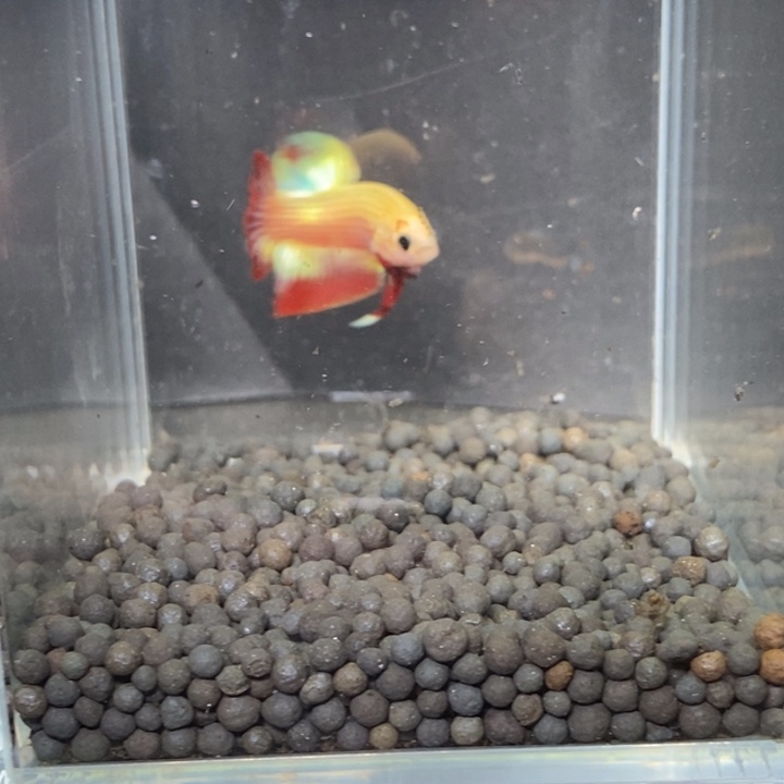 斗鱼泰国斗鱼562号