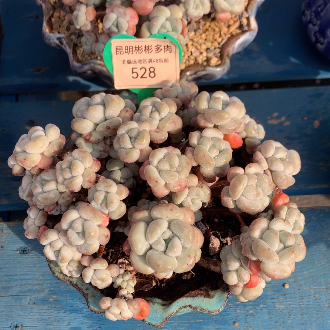 拉丝雨老桩无砍平头528