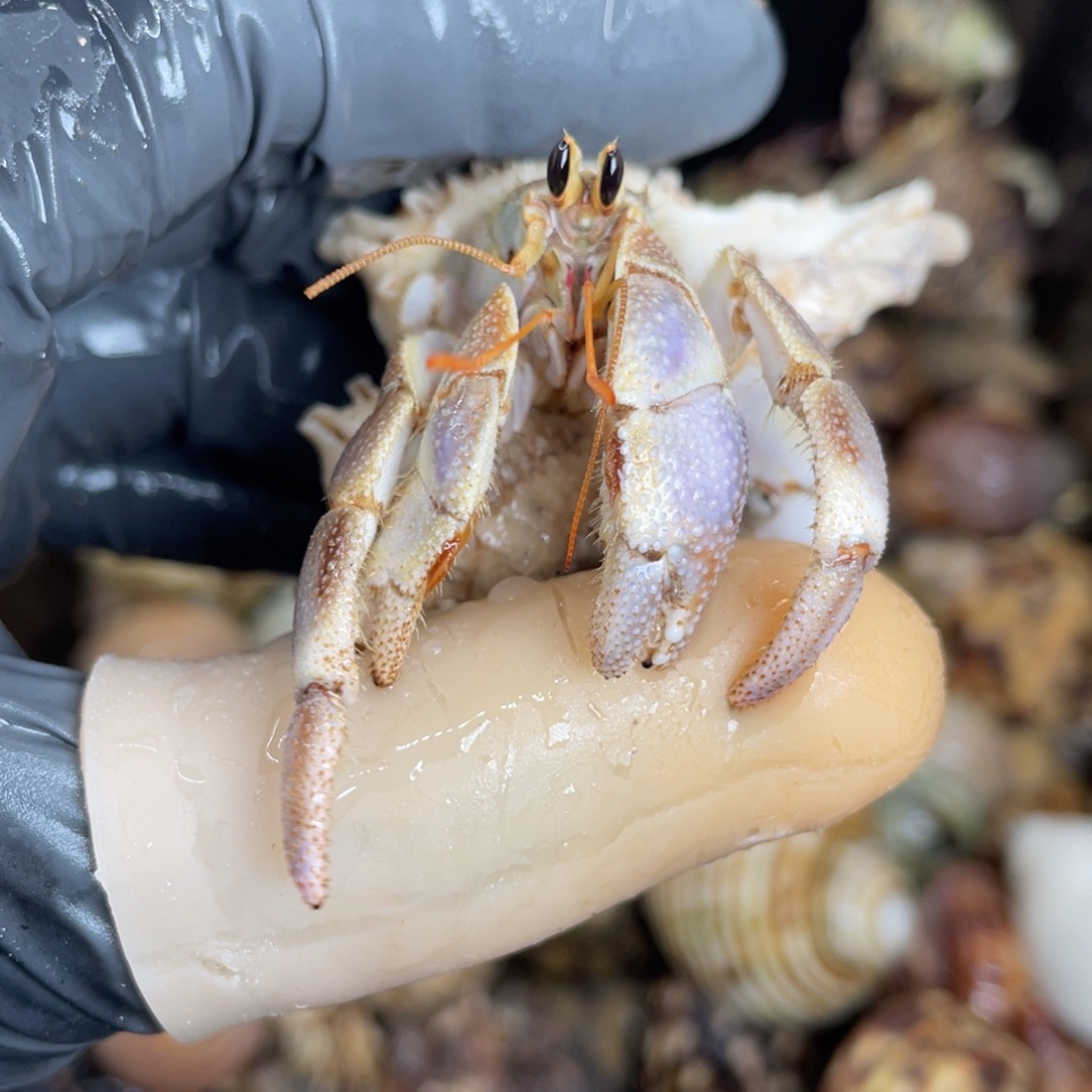 不退不换活体宠物93