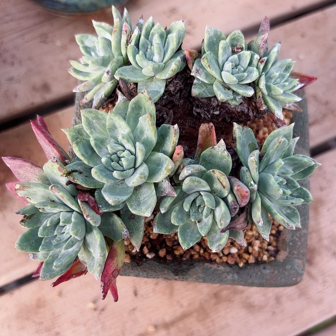 2864法瑞白雪仙女杯