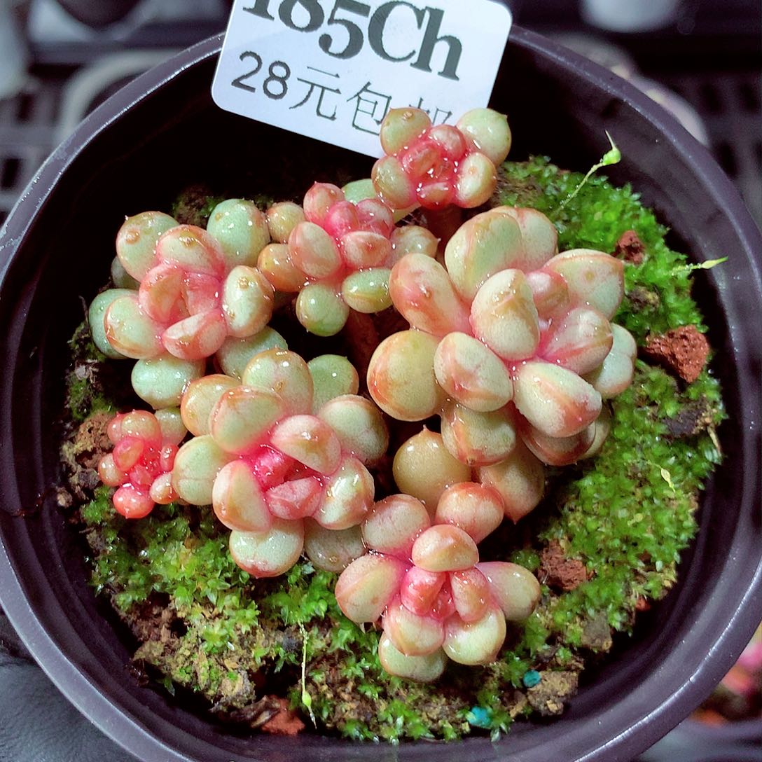 5厘米盆精控多肉185