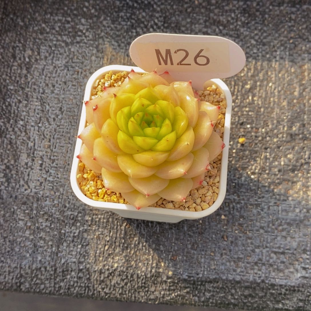 M26-金色年华单头一个