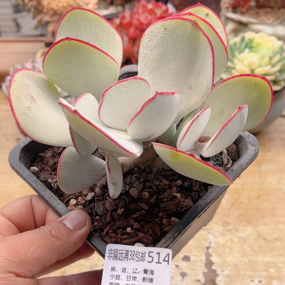 514白眉德华多肉