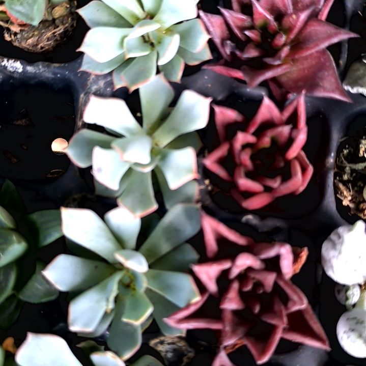 5元包邮多肉翘楚，剑斯洛娃