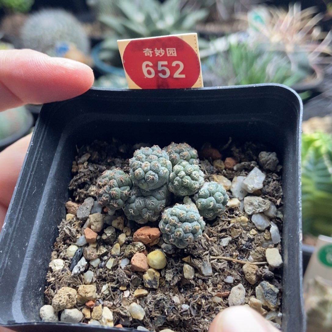 足球团扇一棵仙人球