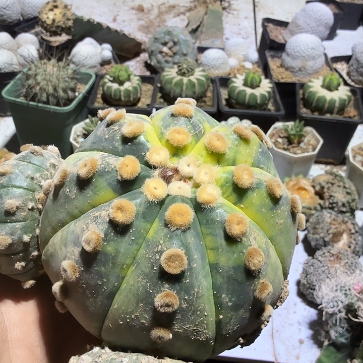 兜锦仙人球嫁接苗群