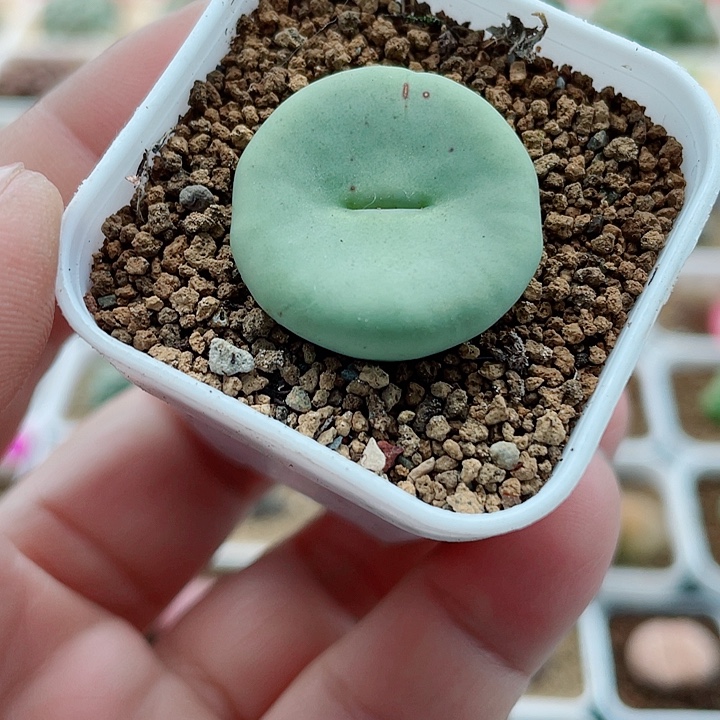 佳人园艺多肉生石花大饼18