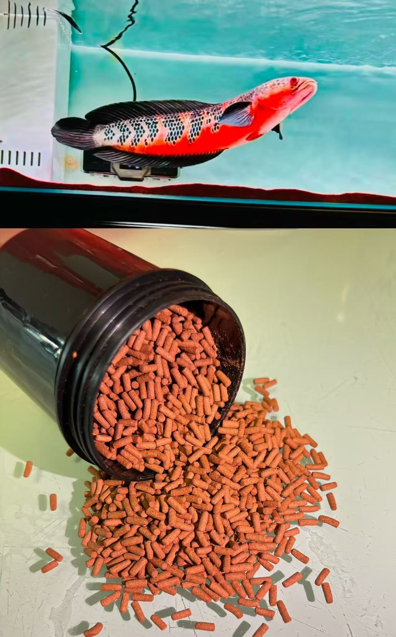 仔哥魔神雷龙专用增红/增黄饲料