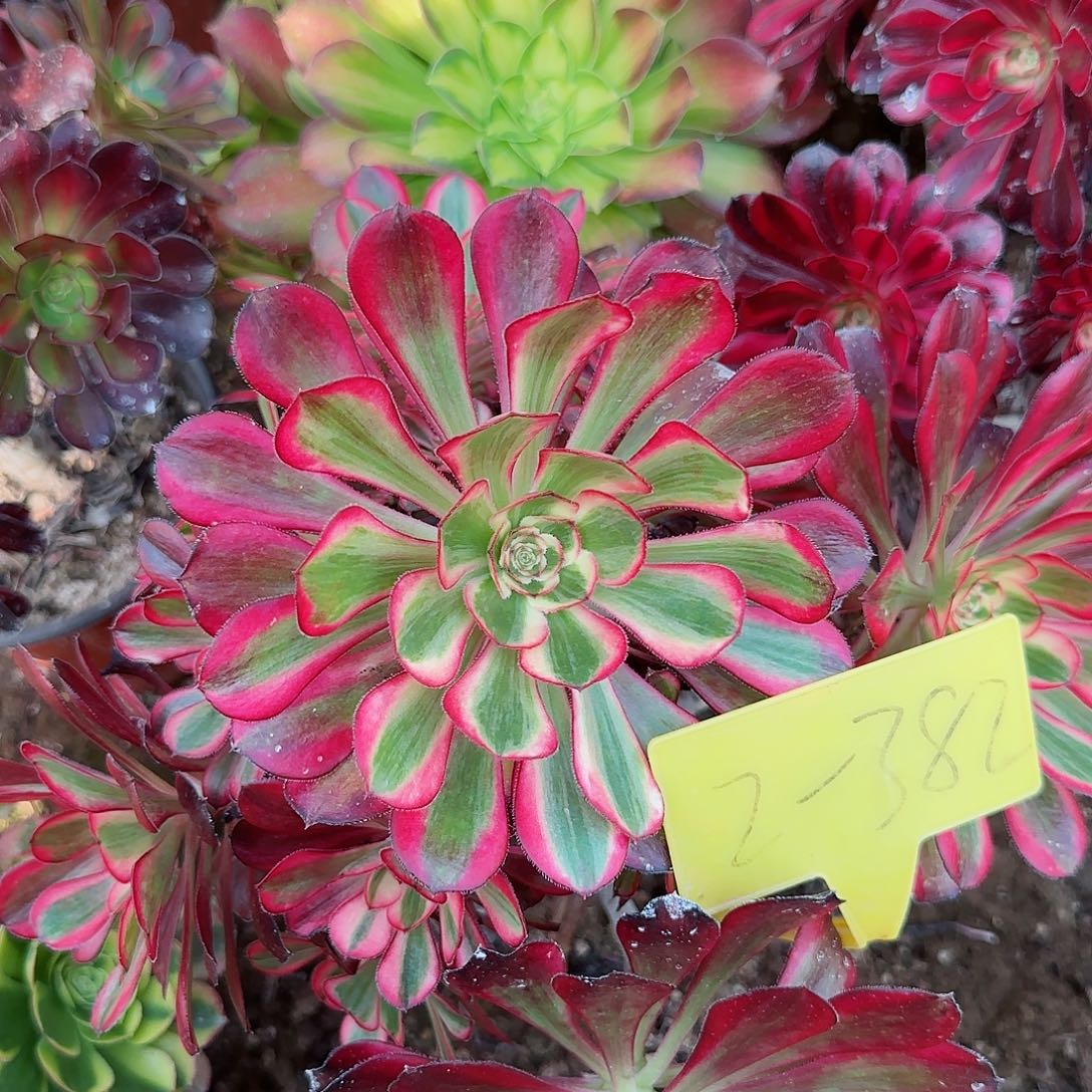 2-382---多头多肉植物