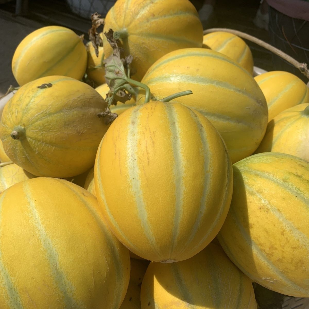 【新疆直发】新疆香甜多汁金色老汉蜜瓜