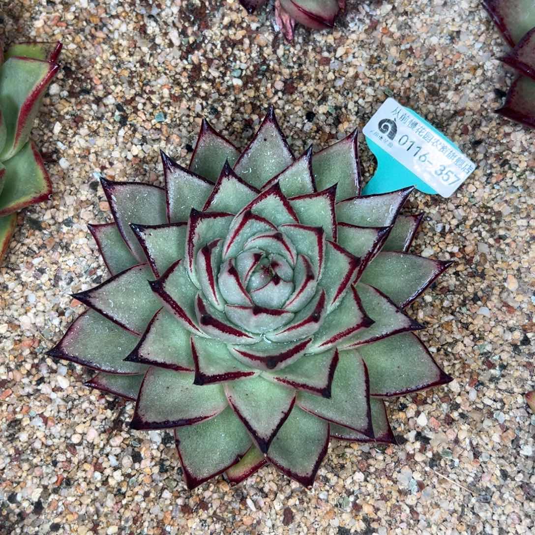 多肉精选编号0116.357