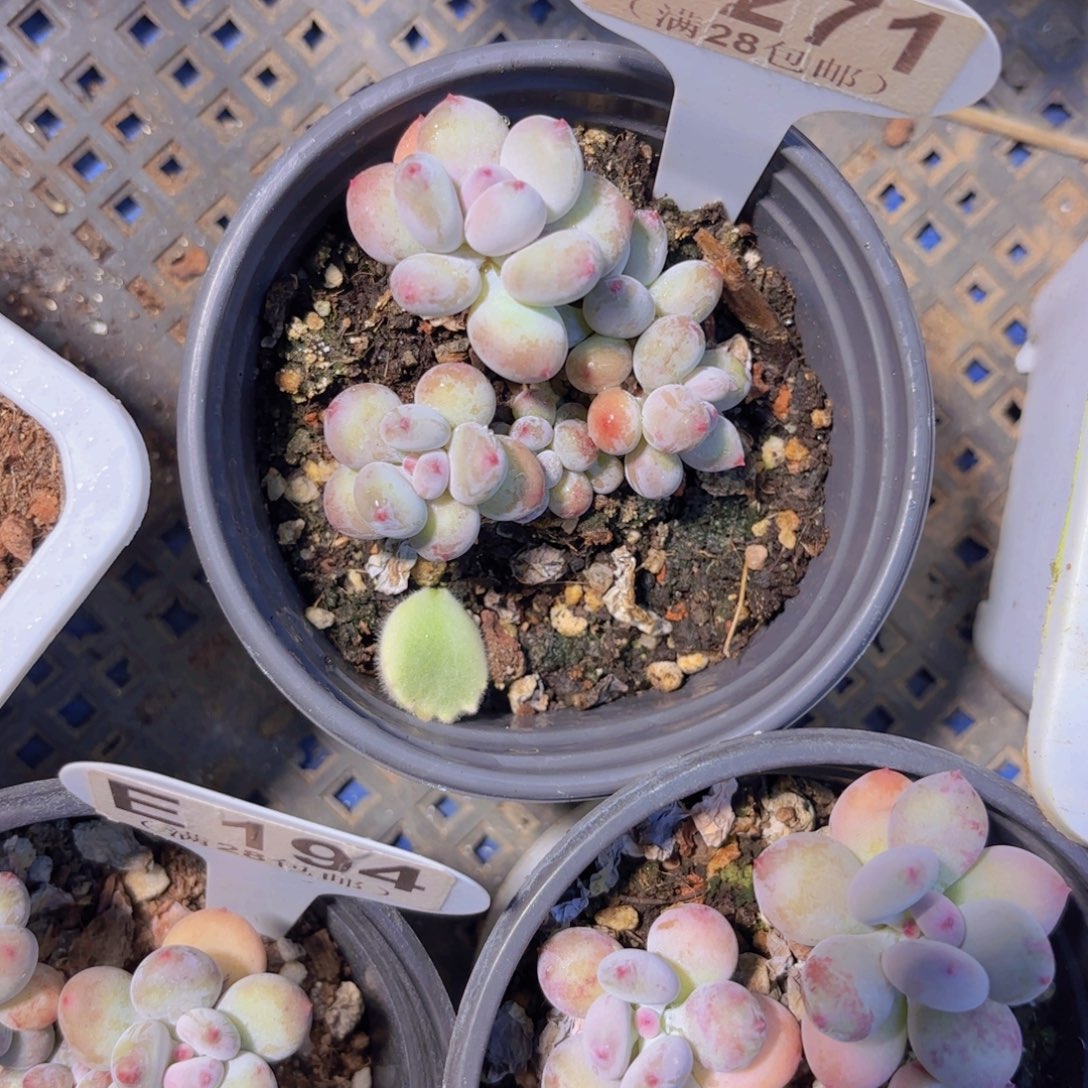 C271萤火虫一物一拍