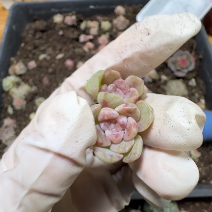 周****132号绝绝子多肉一颗