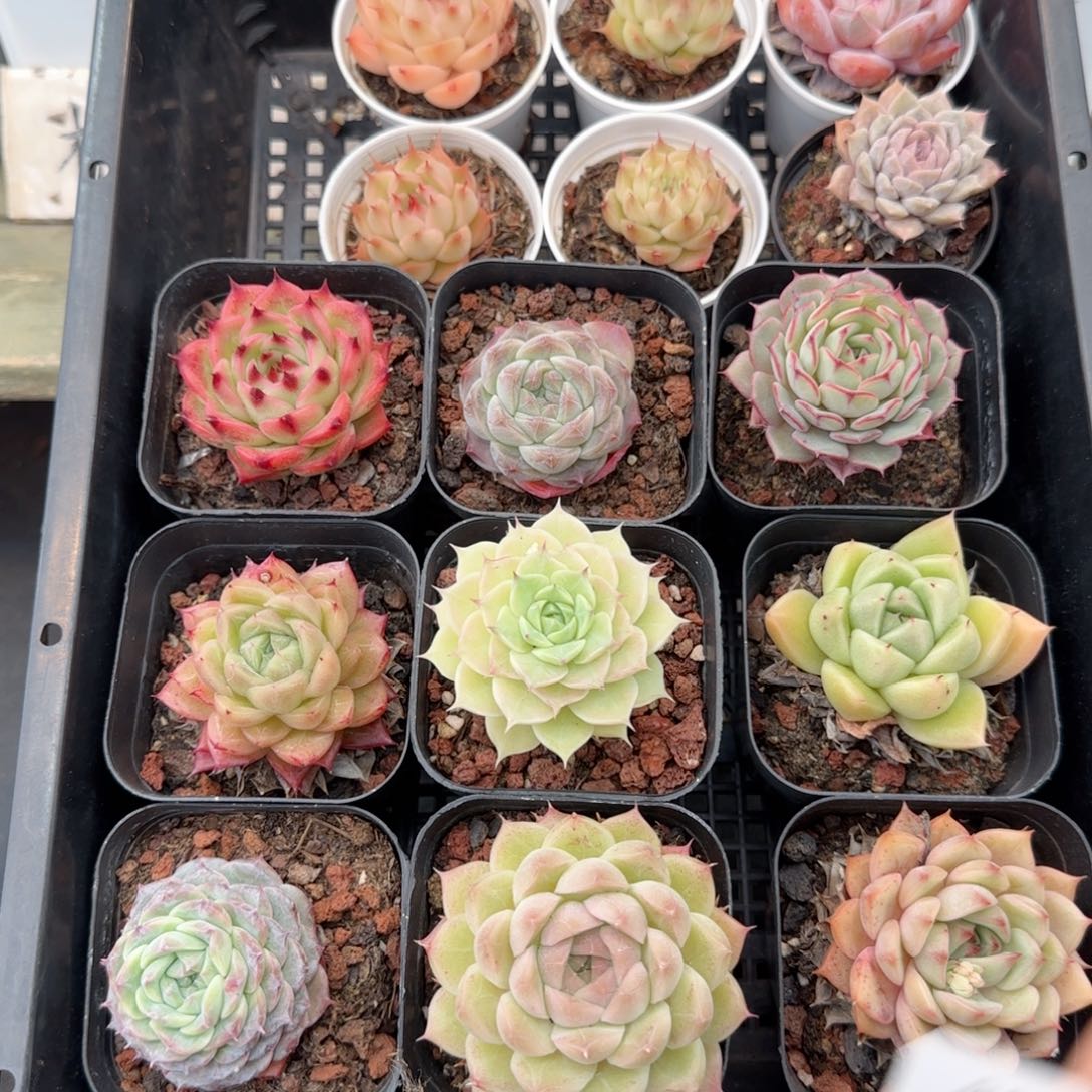 框拍框拍0208-88