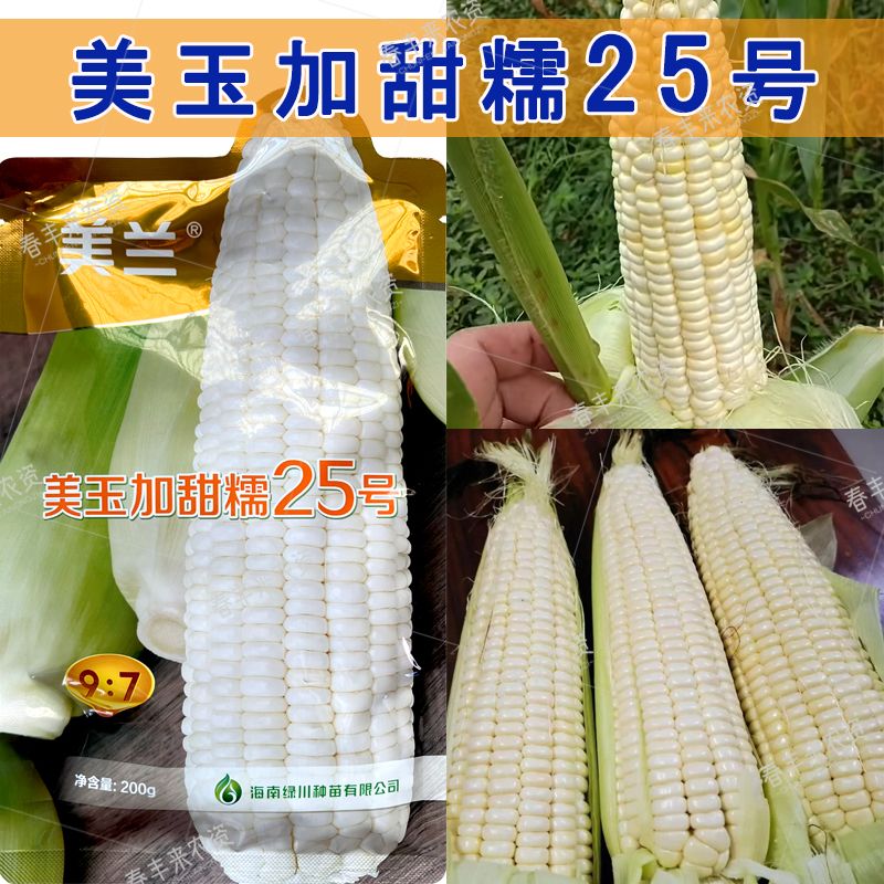 加甜糯高产适合春秋播种玉米种子