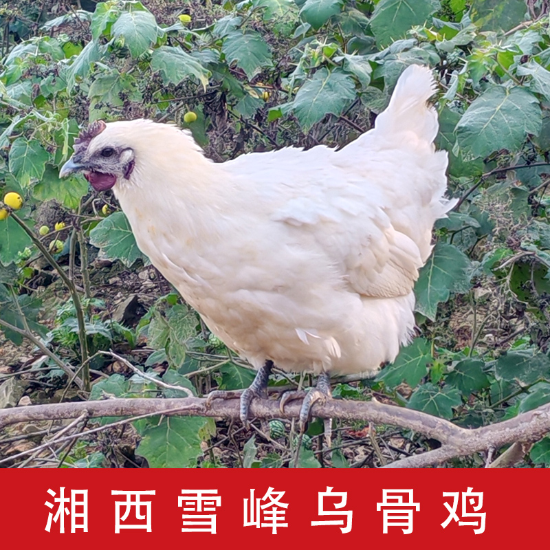 湘西雪峰乌骨鸡土鸡农家散养新鲜现杀月子鸡老母鸡
