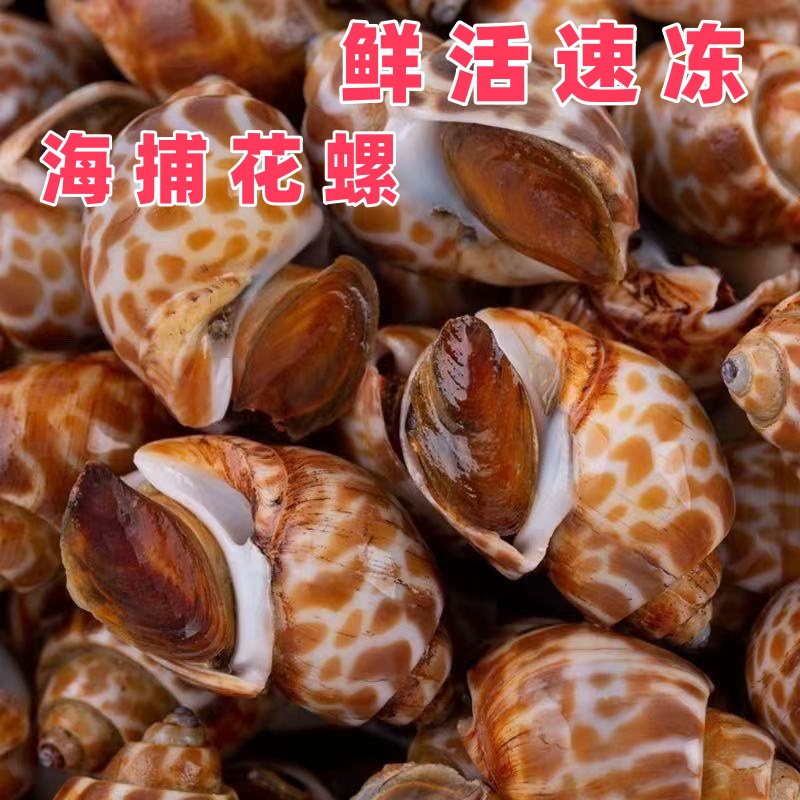 【鲜活速冻发货】 4斤花螺今天拍明天到 顺丰冷链新鲜花螺活冻锁鲜
