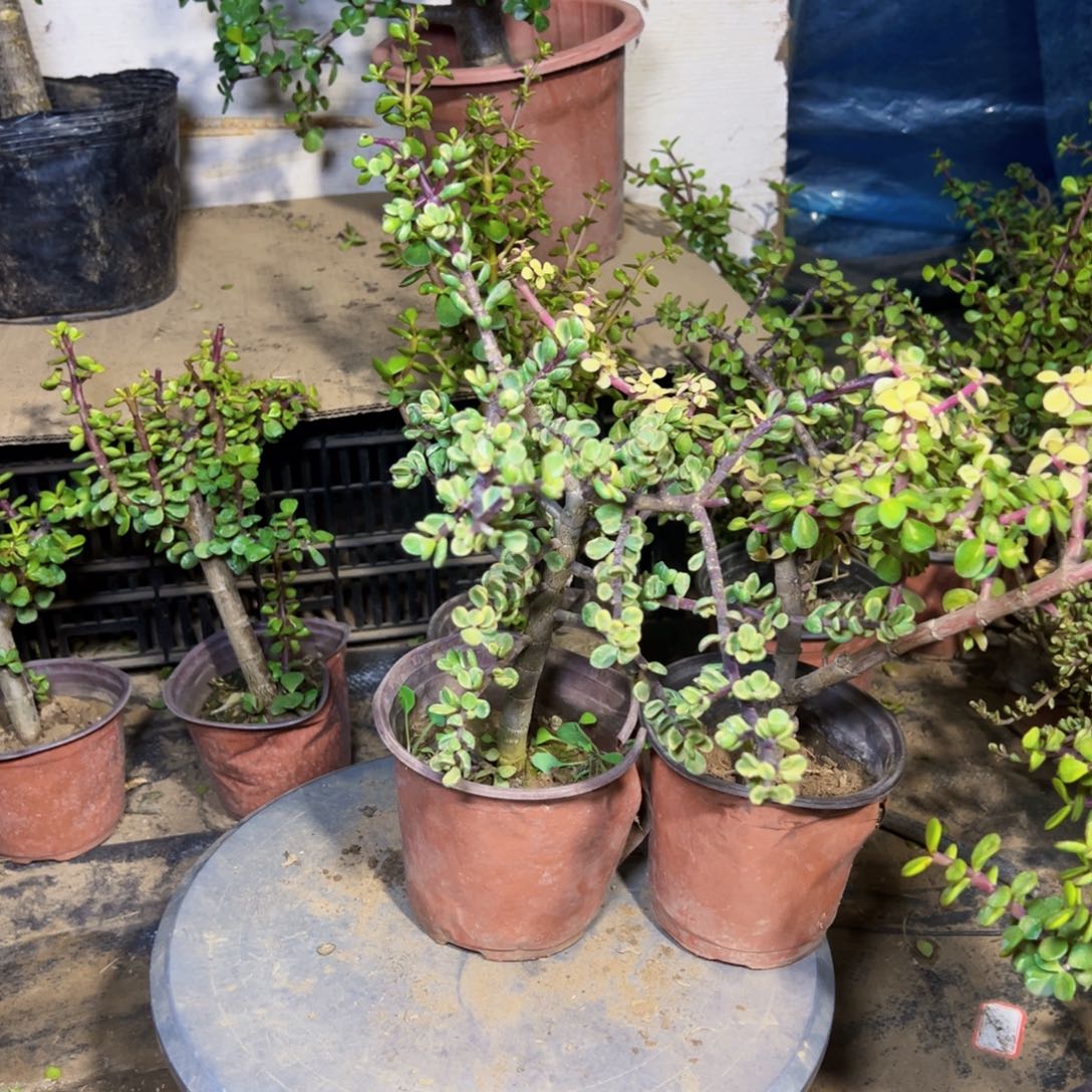 瑞***！雅乐之舞➕雅乐之华