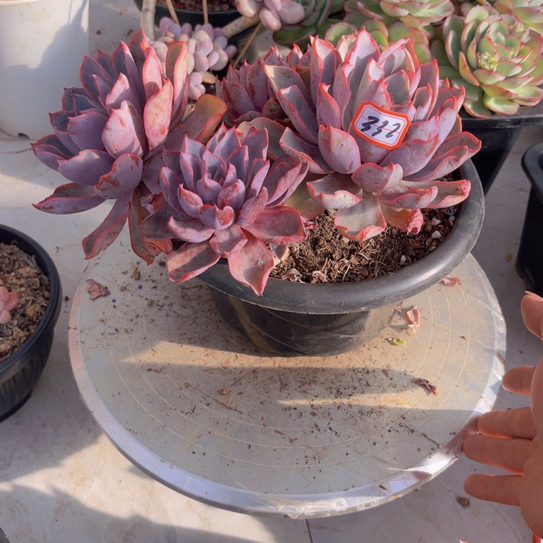 月*@赫拉332多肉植物