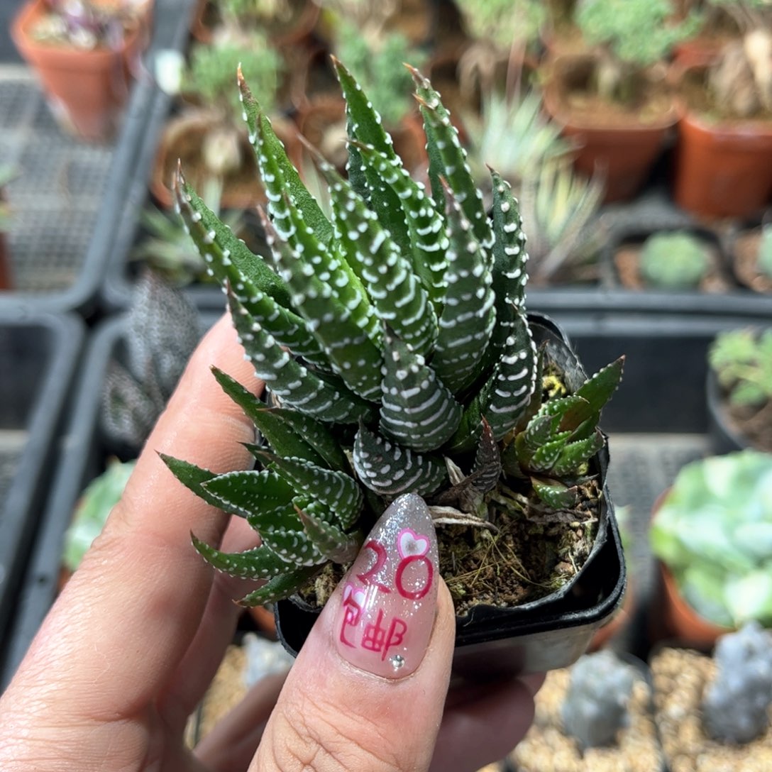 鹰爪单头发货有根发货