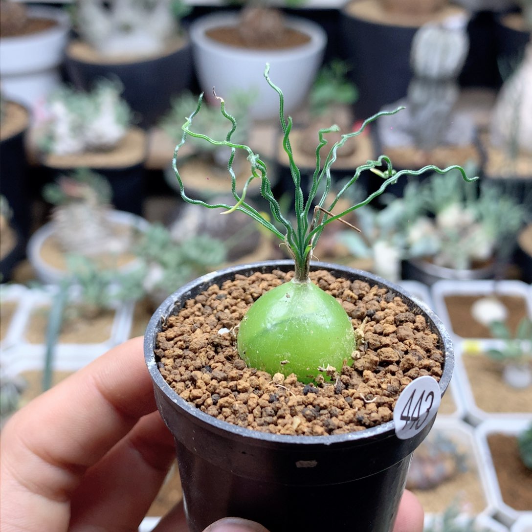 泰迪海葱多肉带盆