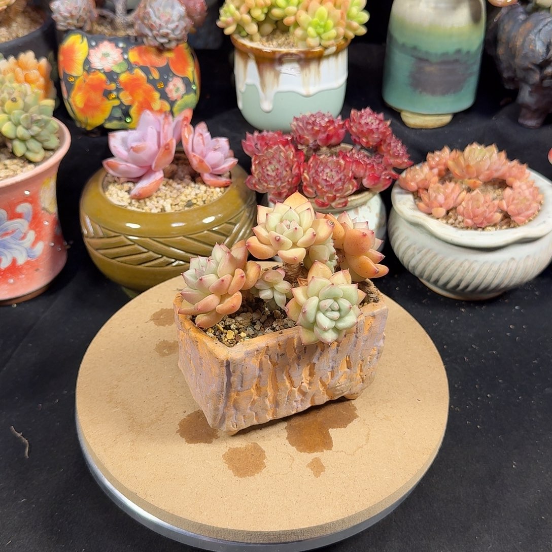 -***y黄金象牙11cm左右