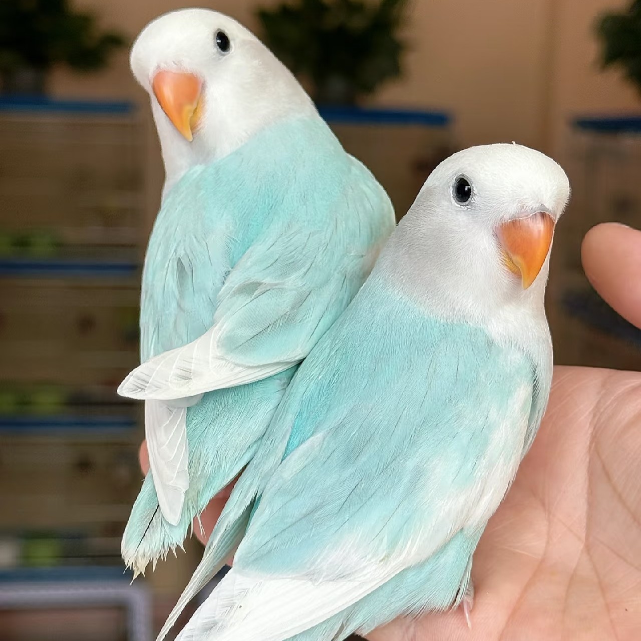 手养牡丹鹦鹉活体半毛雏鸟亲人可上手家养宠物鸟特色玄凤虎皮