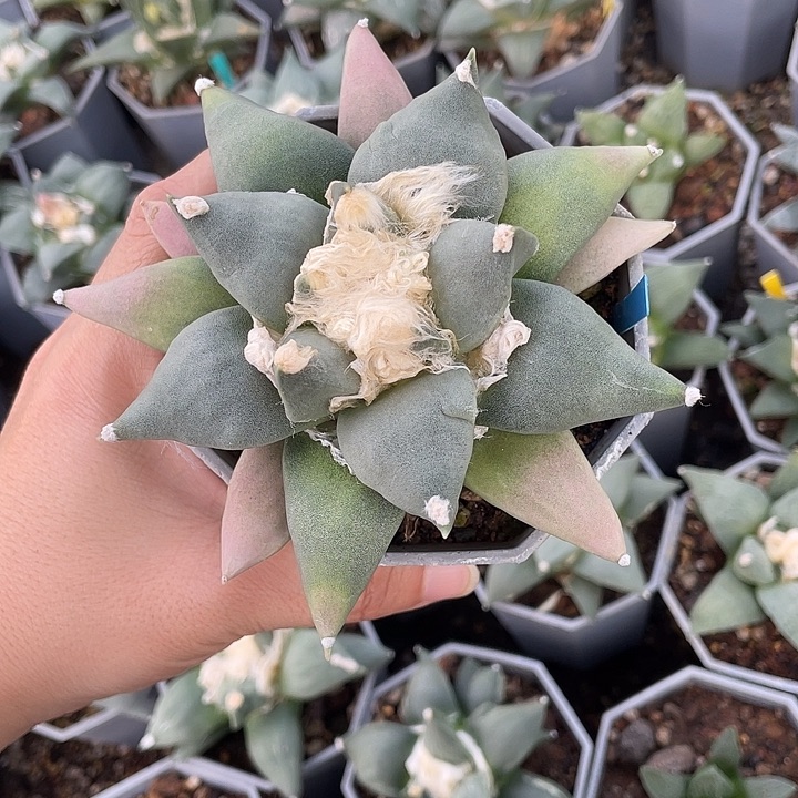 实生七彩锦青瓷福利