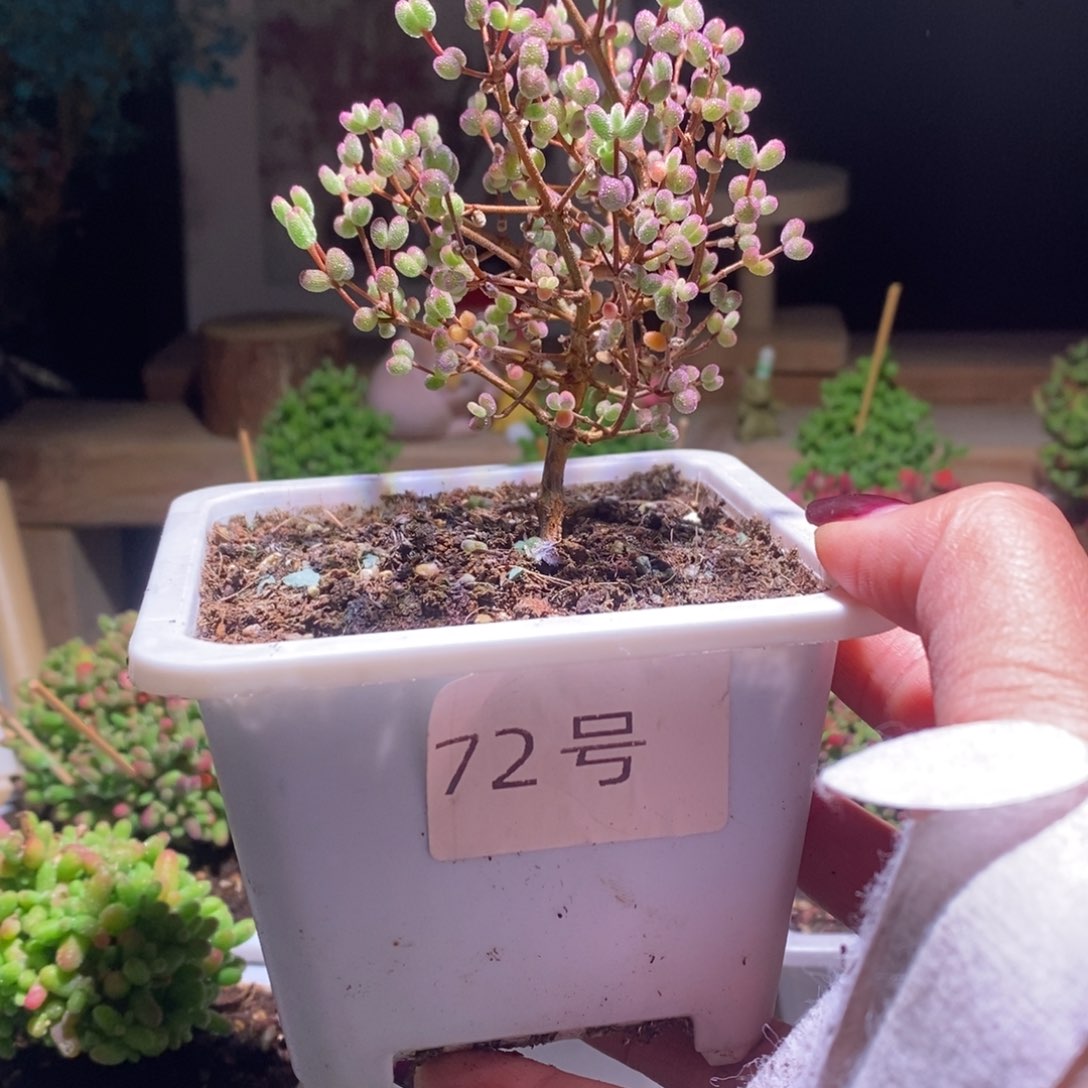 霍*白糊斑锦带盆土发货一物一拍