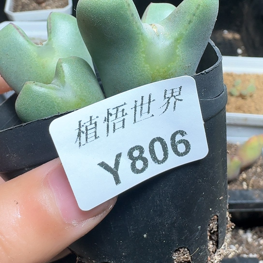 806盒多肉植物哇f f