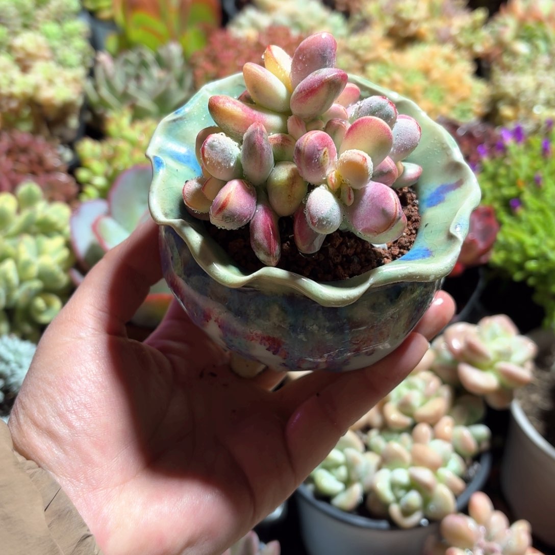 乒乓福娘锦多肉蓝白色圆盆