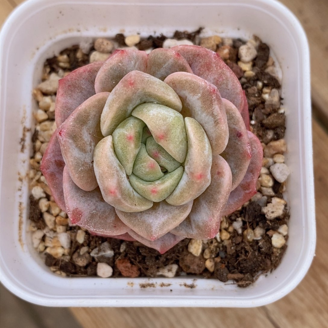 可问主播品种，下滑链接更多品种多肉选择