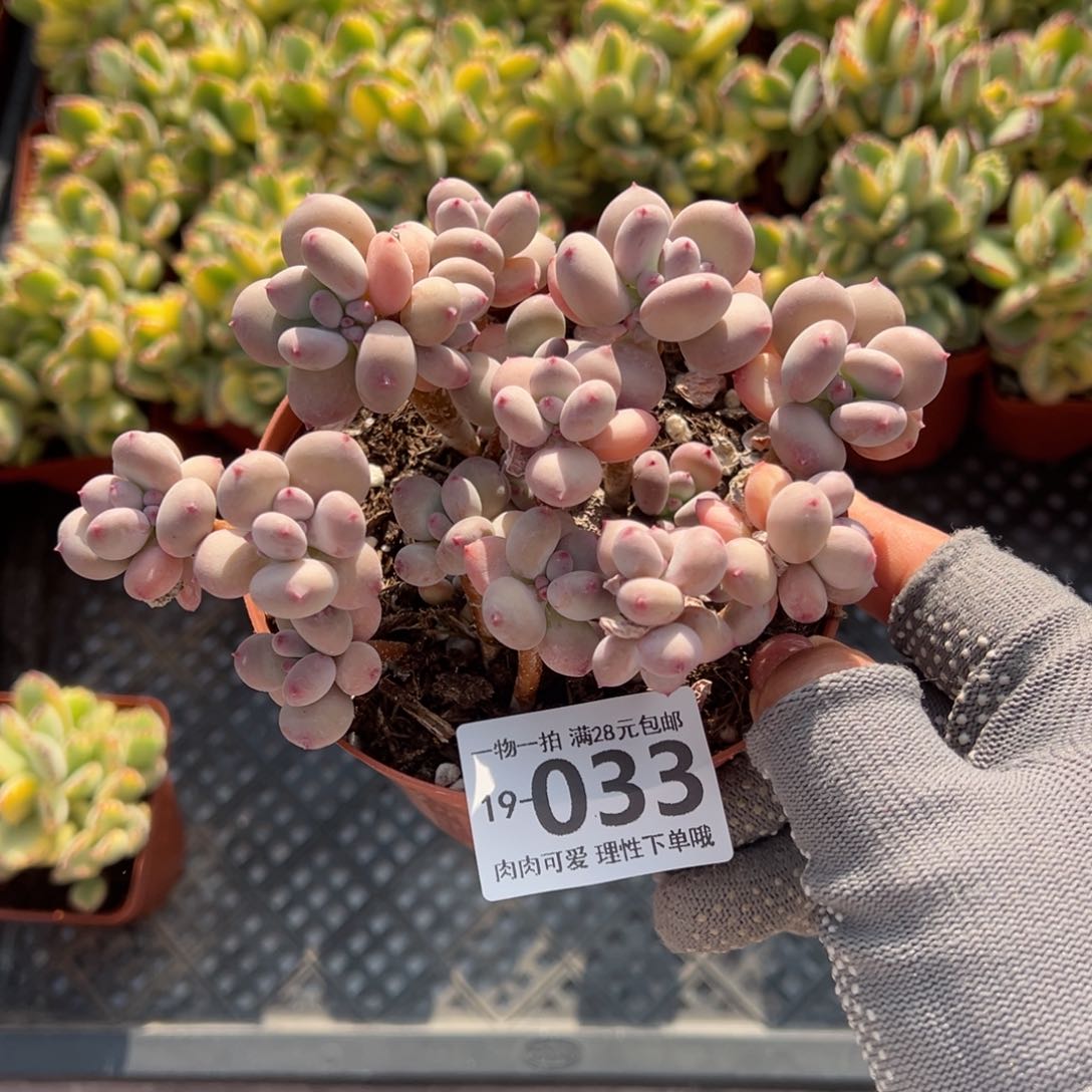 苹果奶不包整多肉多肉多肉多肉