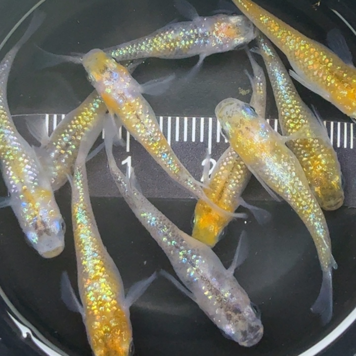 青鳉鱼三色星光3号