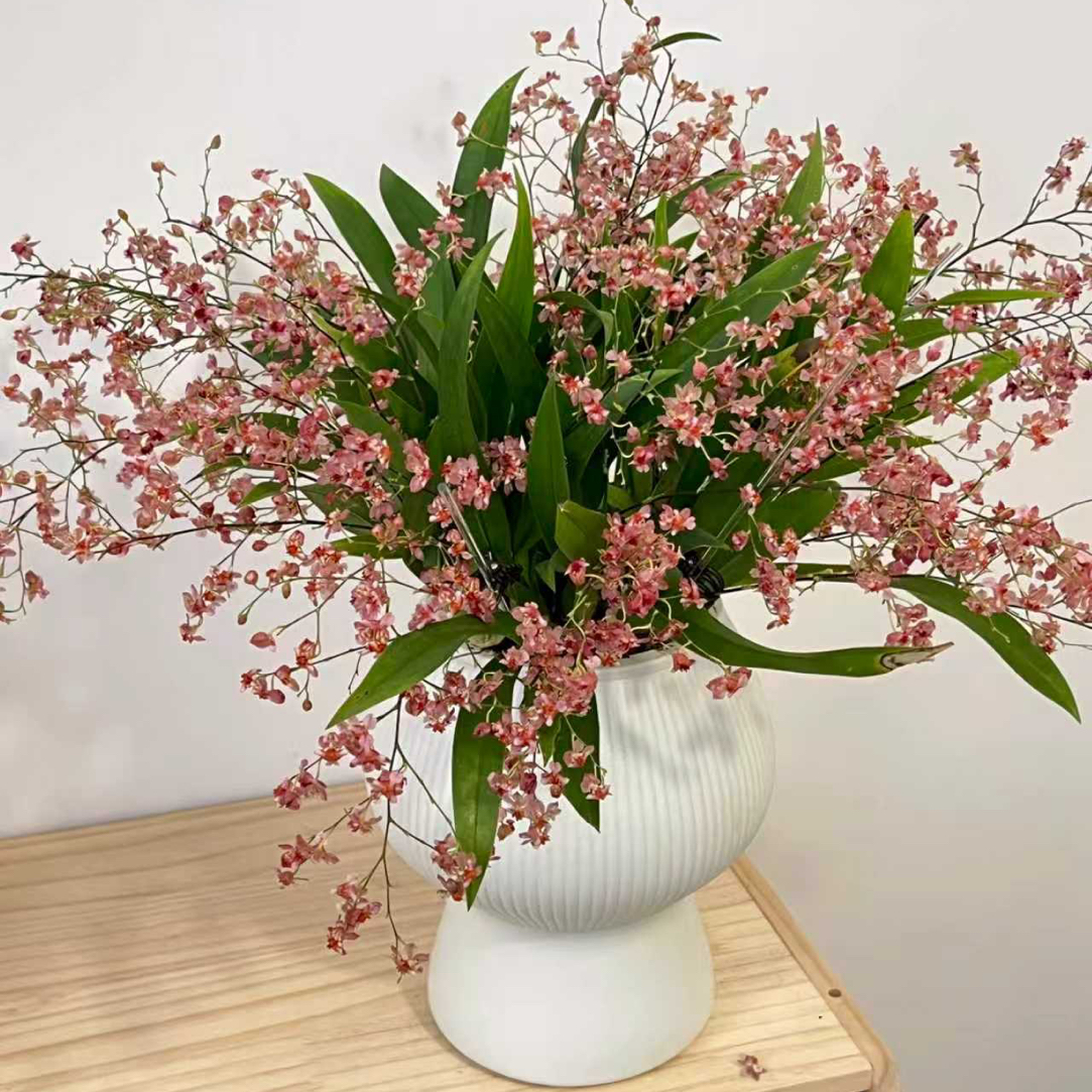 【送蘑菇花盆】6-10支花剑红色梦香兰文心兰精致兰花名贵花卉盆栽