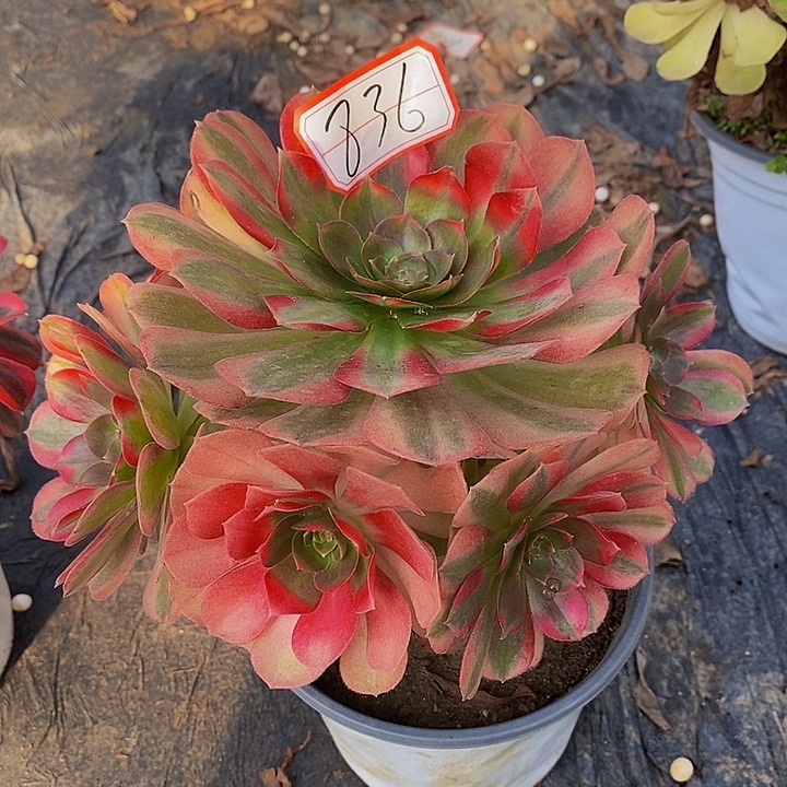 雨荷老桩去捧花836号