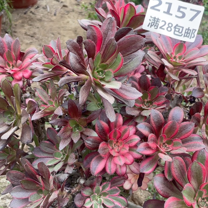 2157一号棚香奈尔母本B