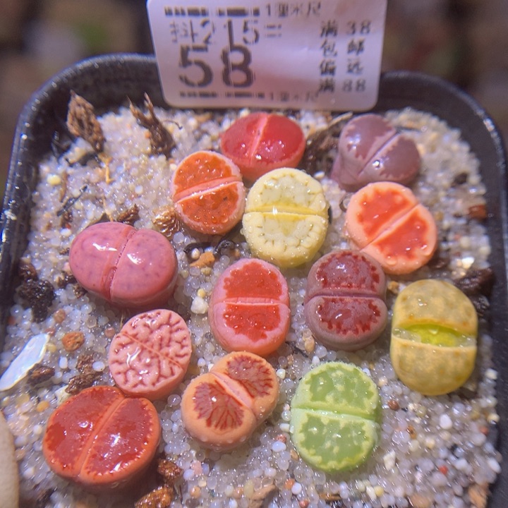 精品生石花215.58