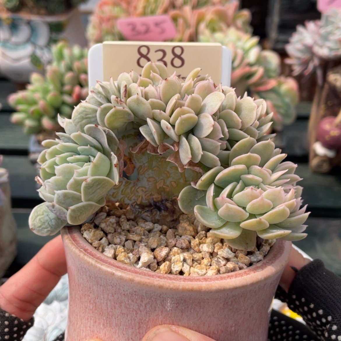 【闪购商品】安娜838