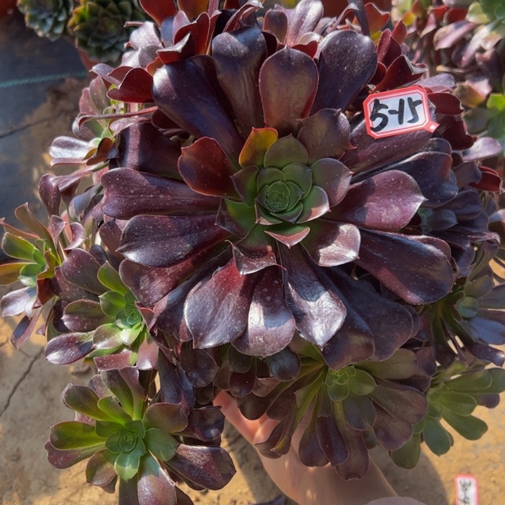 欧子多肉植物5-15