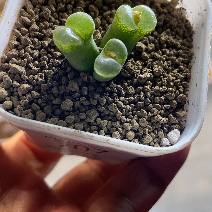 佳人园艺多肉生石花绿风铃707