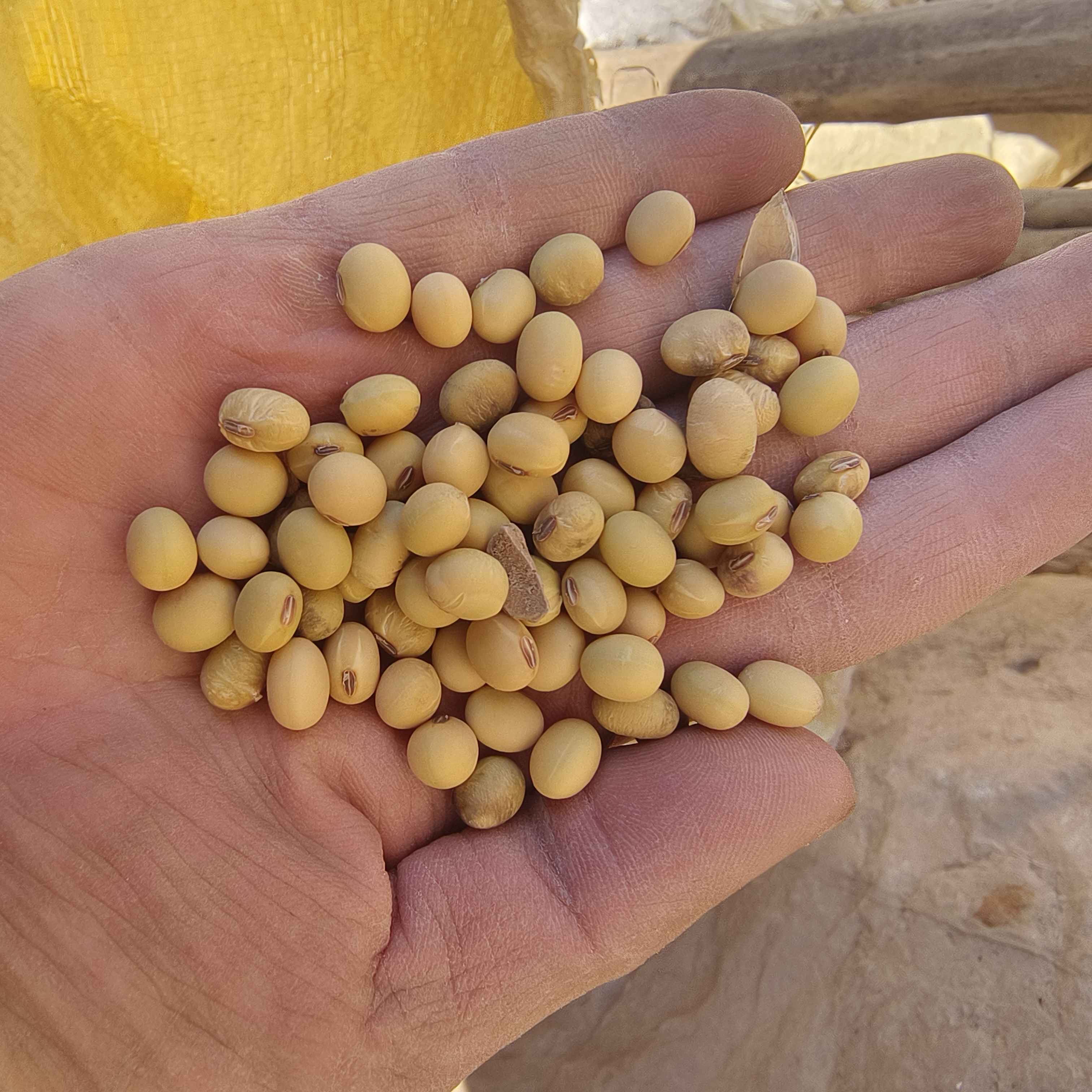 非转基因老品种黄豆 打豆腐豆浆腐竹专用