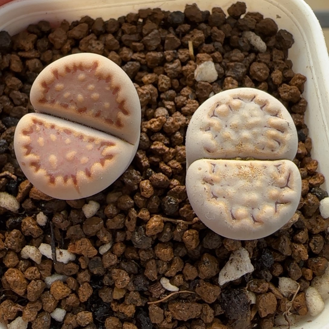 12.5。爱萌多肉清货。 清盒饼干。 2005