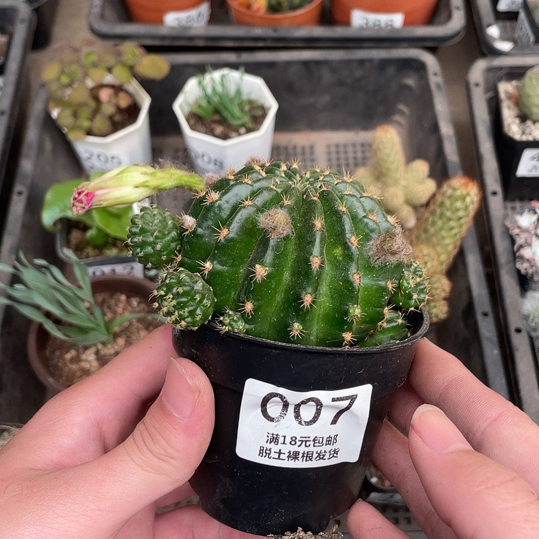 007绯花玉（满18包邮）