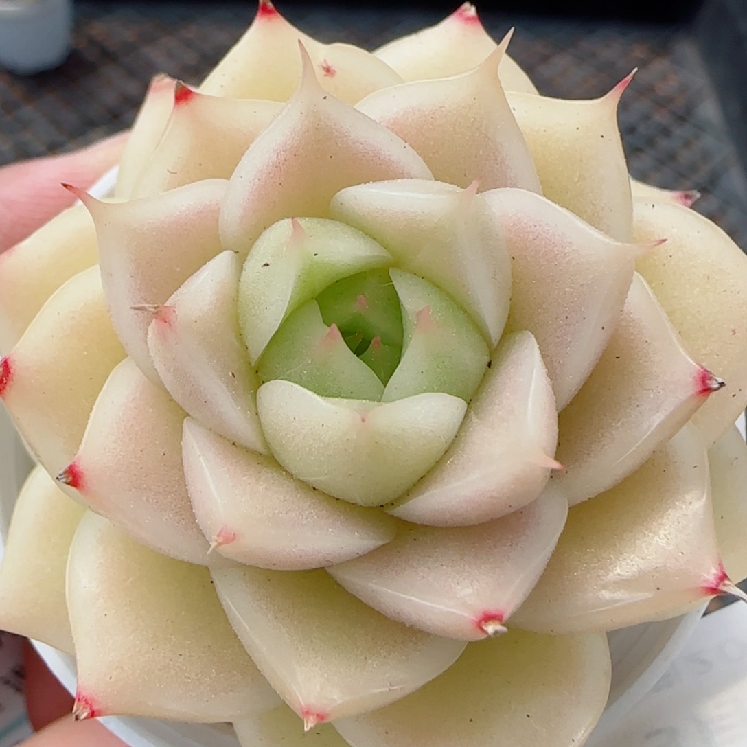 花语逸镜0326-173