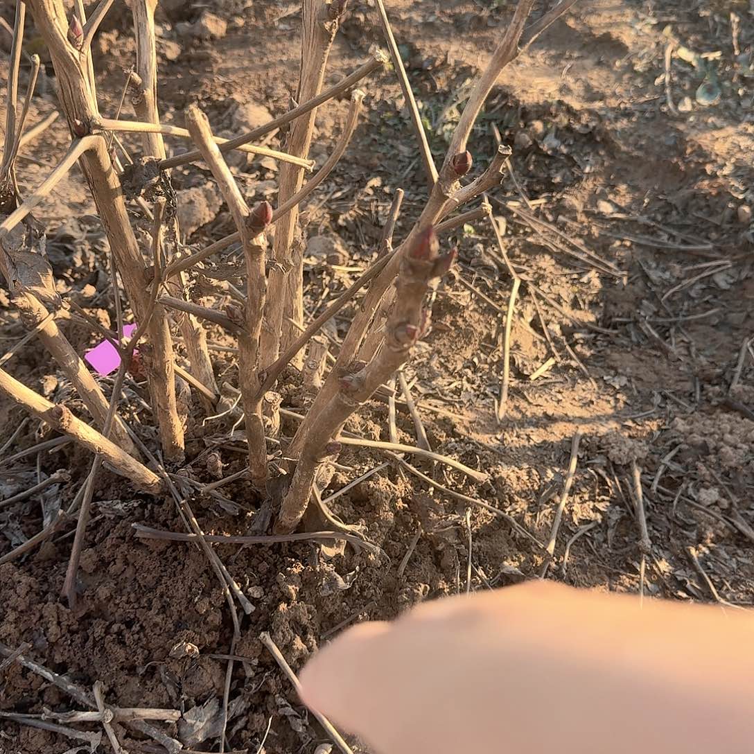 完全开放花王111111花王