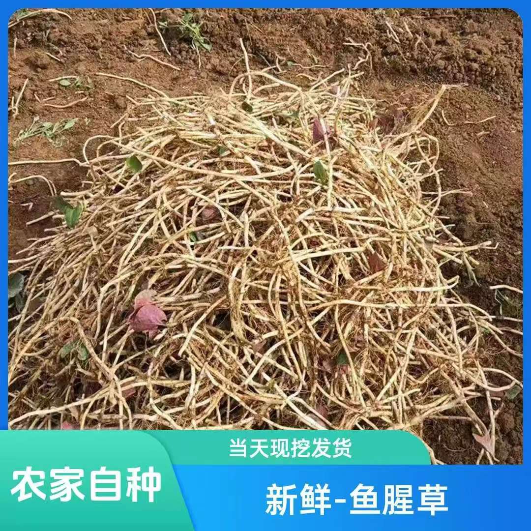 农家现挖带泥鱼腥草折耳根新鲜嫩根节节根湖北特产凉拌菜时令蔬菜