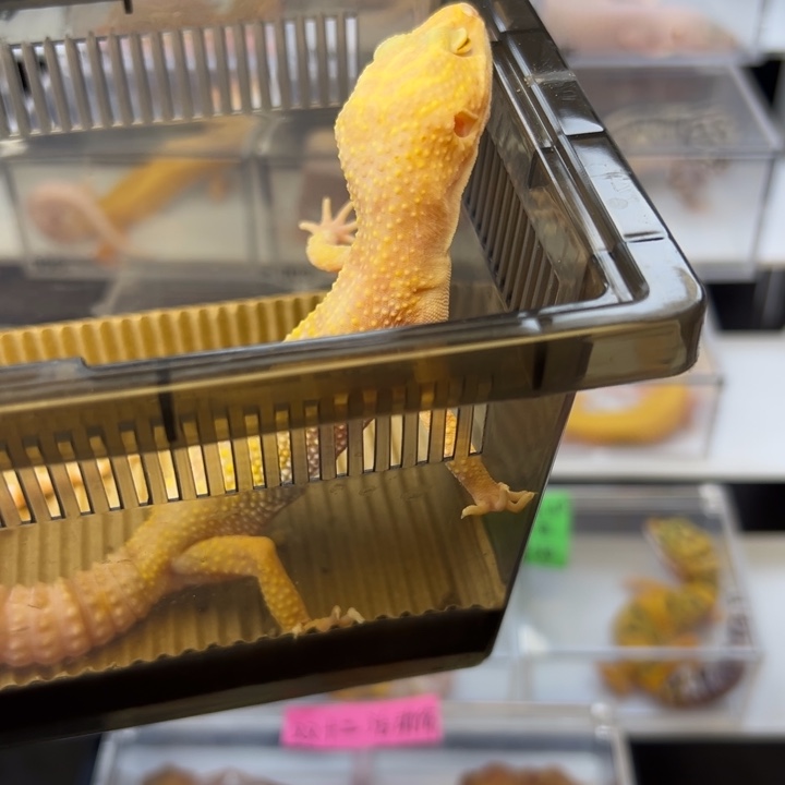 豹纹守宫22号暴龙