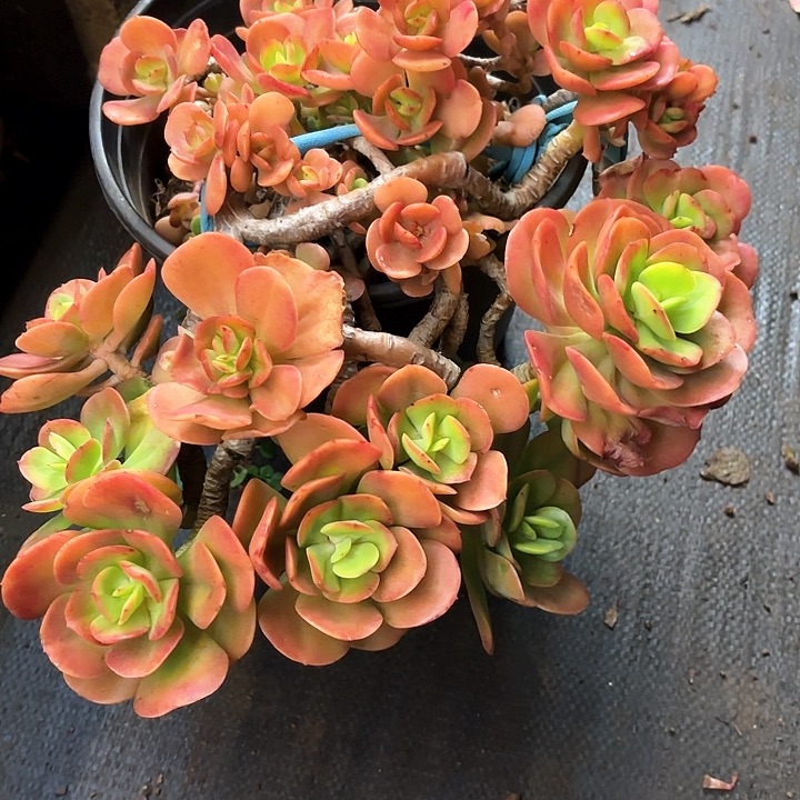 多肉植物，红梅一颗